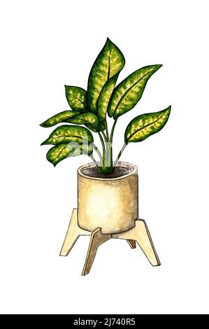 Watercolor illustration of Aglaonema in a pot, a flower with large leaves. It's perfect for postcards, posters, banners, invitations, greeting cards, Stock Photo