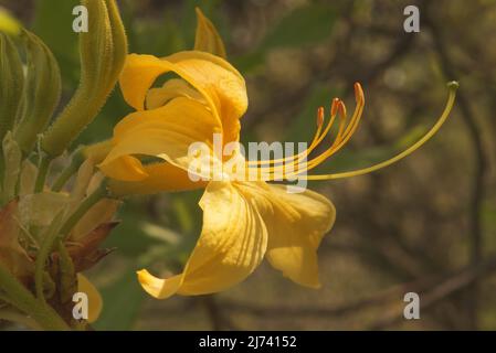 Rhododendron luteum, the yellow azalea or honeysuckle azale in the bloom. The separate branch of the tree with the yellow  blossoms. Stock Photo