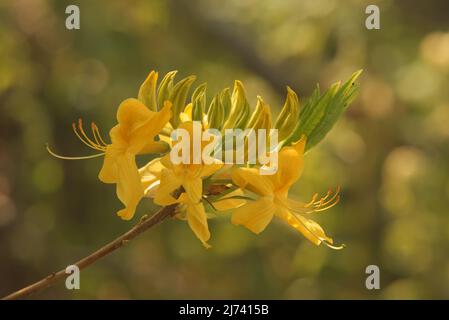 Rhododendron luteum, the yellow azalea or honeysuckle azale in the bloom. The separate branch of the tree with the yellow  blossoms. Stock Photo