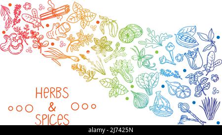 Herbs and spices, hand-drawn doodle-style elements. Layout of packaging on a white background. Rainbow of aromatic plants. Culinary. Postcard design. Stock Vector