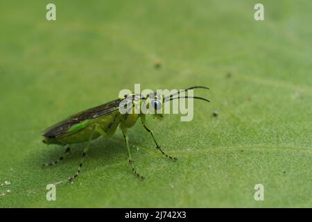 Closeup on a colorful green sawfly , Rhogogaster scalaris, siting on leaf in the vegetation Stock Photo
