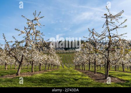 Blooming cherry trees, Kressbronn am Bodensee, Baden-Wuerttemberg, Germany Stock Photo