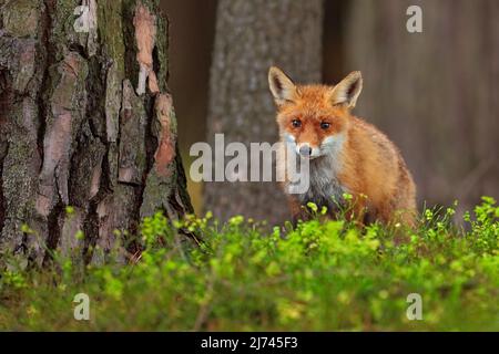 Cute Red Fox, Vulpes vulpes, at green forest Stock Photo