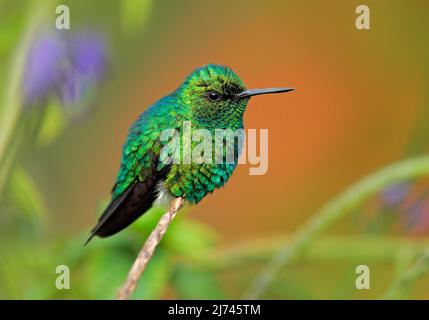 Western Emerald, Chlorostilbon melanorhynchus, hummingbird in the Colombia tropic forest, blue an green glossy bird in the nature habitat Stock Photo