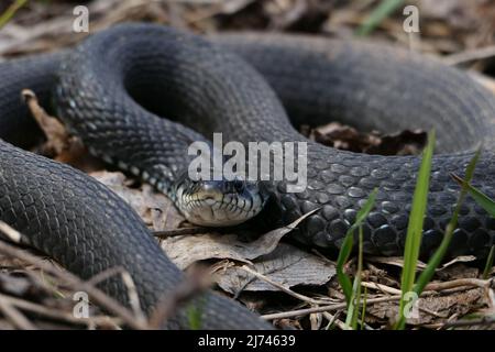 A snake, a large snake in the spring forest, in dry grass in its natural habitat, basking in the sun. Stock Photo
