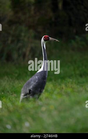Big bird White-naped Crane, Grus vipio, with red head, China Stock Photo
