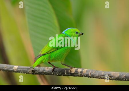 Golden-browed Chlorophonia, Chlorophonia callophrys, exotic tropic green song bird form Costa Rica Stock Photo