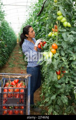Colombian woman farmer harvesting red tomatoes in greenhouse Stock ...