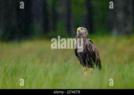 White-tailed Eagle, Haliaeetus albicilla, heavy rain, sitting in the green marsh grass, forest in the background Stock Photo