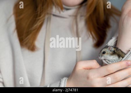 Girl is holding hamster in her hands. Child's hands with a hamster close up. High quality photo Stock Photo