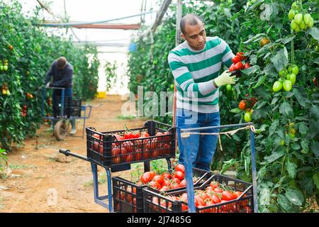 Multinational team of gardeners harvesting tomatoes in greenhouse Stock Photo