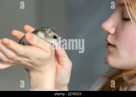 Girl is holding hamster in her hands. Child's hands with a hamster close up. High quality photo Stock Photo