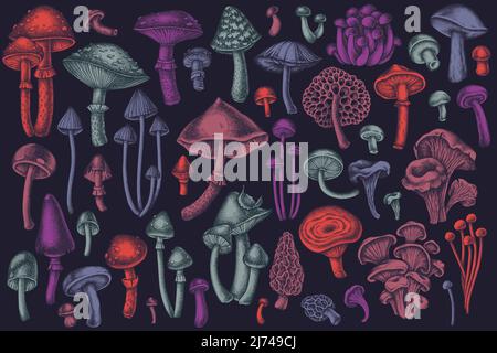 Forest mushrooms hand drawn vector illustrations collection. Stylized mushrooms, fly agaric, blewit, etc. Stock Vector