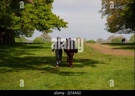 Badminton, Gloucestershire, UK. 6th May 2022. A horse exercising ahead of Day 2 of the 2022 Badminton Horse Trials presented by MARS at Badminton House near Bristol, Gloucestershire, England, United Kingdom. Jonathan Clarke / Alamy Live News Stock Photo