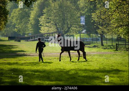 Badminton, Gloucestershire, UK. 6th May 2022. A horse exercising ahead of Day 2 of the 2022 Badminton Horse Trials presented by MARS at Badminton House near Bristol, Gloucestershire, England, United Kingdom. Jonathan Clarke / Alamy Live News Stock Photo