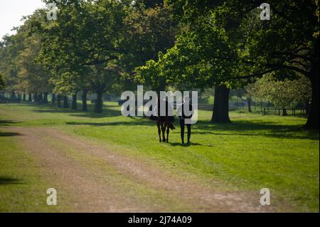 Badminton, Gloucestershire, UK. 6th May 2022. A horse exercising ahead of Day 2 of the 2022 Badminton Horse Trials presented by MARS at Badminton House near Bristol, Gloucestershire, England, United Kingdom. Jonathan Clarke / Alamy Live News Stock Photo