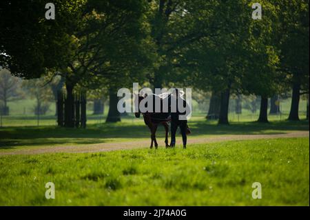 Badminton, Gloucestershire, UK. 6th May 2022. A horse exercising ahead of Day 2 of the 2022 Badminton Horse Trials presented by MARS at Badminton House near Bristol, Gloucestershire, England, United Kingdom. Jonathan Clarke / Alamy Live News Stock Photo