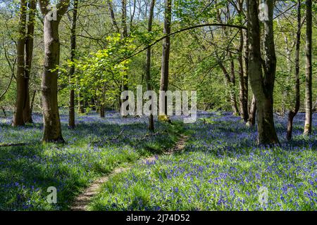 Woods carpetted with blue bells Stock Photo