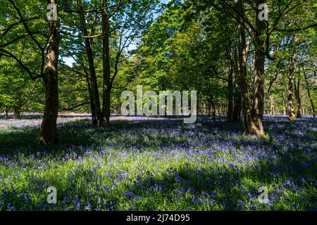 Woods carpetted with blue bells Stock Photo