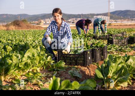 Positive french woman cuts fresh green mangold Stock Photo