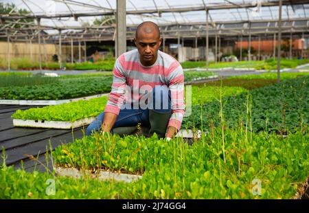 Latin american horticulturist caring for young lettuce seedlings Stock Photo
