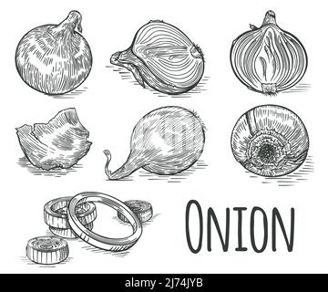 Raw onion set. Sketch collection Different angles onion Rings, husks, half of the onion. Isolated on white background. Vector. Stock Vector