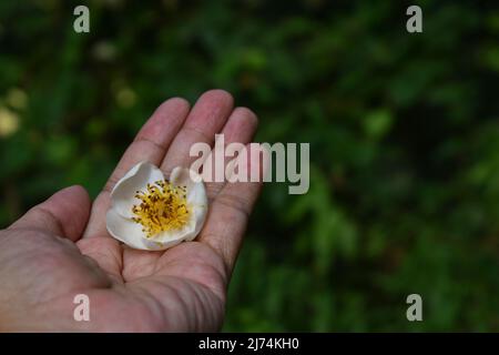 Picked tamanu flower on hand. Borneo mahogany. Stock Photo