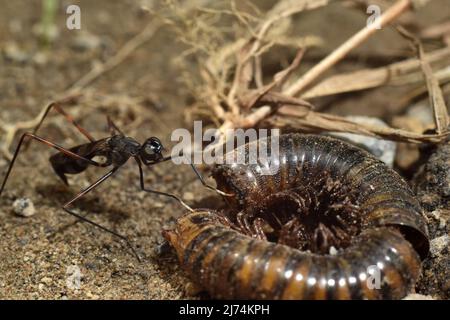 a stilt legged fly touching millipede body remains. Looking for foods in nature. Stock Photo