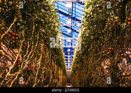 September 20, 2017, Fludir, Iceland: Tomatoes grown in a greenhouse. 85% of the energy produced in Iceland is of sustainable origin (hydro and geothermal), of which 66% is geothermal. Its inhabitants have used this energy for hundreds of years to enjoy thermal baths, but today it has many more applications, for example, supplying heat to 9 out of 10 homes and providing energy to industries with large needs. Thanks to this inexhaustible source of heat and its low price, it is also possible to grow fruit and vegetables in greenhouses all year round. They use no chemicals, only biological solutio Stock Photo