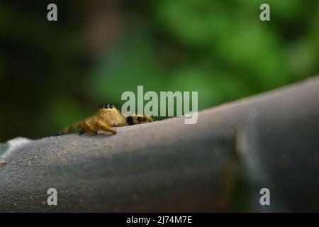 Close up photo of jumping spider crawling on plant stem Stock Photo