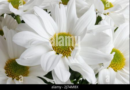 Expressive white-yellow daisies in a vase at home on a white background Stock Photo