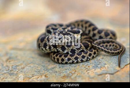 Horseshoe snake, Horseshoe whip snake (Hemorrhois hippocrepis, Coluber hippocrepis  ), young rolled-up Horseshoe snake, Portugal, Algarve, Serra de Stock Photo