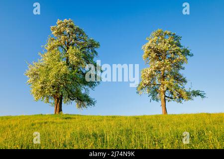 Common pear (Pyrus communis), Two blooming pear trees in a green meadow in warm morning light, Oetwil am See, Switzerland, Zuercher Oberland, Stock Photo