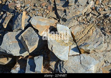 300 million year old fossils of Mesosaurus tenuidens near Keetmanshoop, Namibia Stock Photo