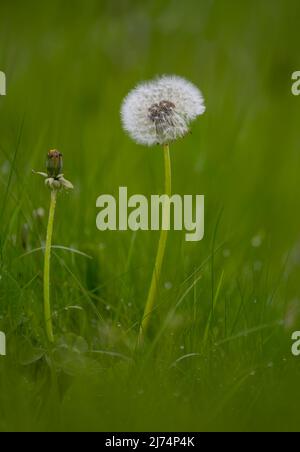 Seed head of a Dandelion flower, (Taraxacum officinale) against a green background. This stage of the Dandelion is often called a Dandelion Clock Stock Photo