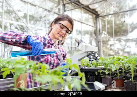 Young pretty woman agronomist working with chemicals in test tubes for plant protection on seedlings  in greenhouse in springtime Stock Photo