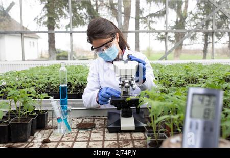 Young pretty woman agronomist in white coat with safety mask and glasses sitting at microscope and testing soil for seedling's growth in greenhouse. P Stock Photo