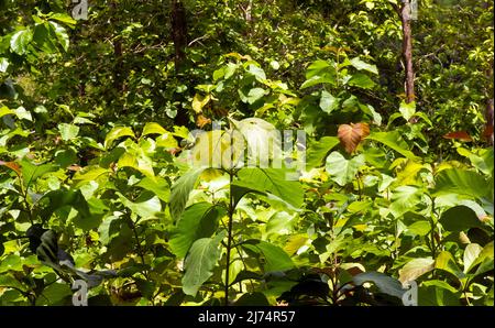 Young teak (Tectona grandis) leaves di Gunung Kidul, Yogyakarta, Indonesia Stock Photo