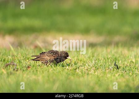 Redwing bird (Turdus iliacus) at Reykjavik, Iceland. Stock Photo