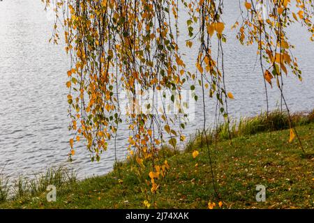 Gold autumn leaves of a weeping willow tree hanging over a Svislach river on a Island of Tears in Minsk, Belarus. Stock Photo