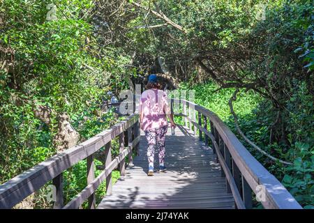 Public pedestrian walking pathway platform raised above mangrove swamp ...