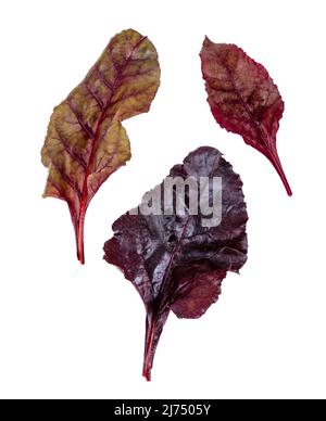 Freshly harvested red beetroot leaves on an isolated white background Stock Photo