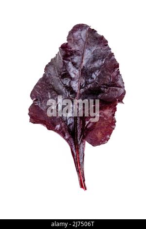 Freshly harvested red beetroot leaves on an isolated white background Stock Photo