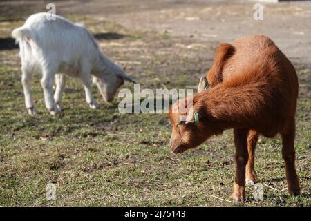 Two West African Dwarf goats in a petting zoo. The white one is grazing. The brown one is scratching his ear