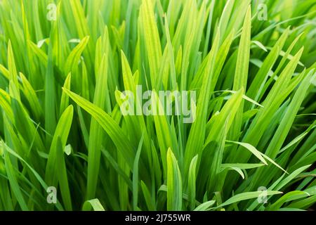 Fresh green pointy leaves pattern background texture Stock Photo