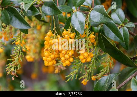 Berberis valdiviana (Valdivian barberry), an evergreen shrub with drooping clusters of yellow flowers in late Spring, UK Stock Photo