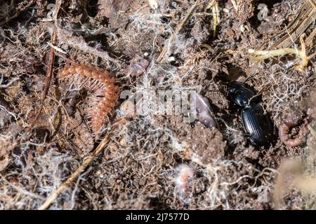 Flat-backed millipede (Polydesmus angustus) and a ground beetle, minibeast creature invertebrate found under a log bug-hunting, England, UK Stock Photo