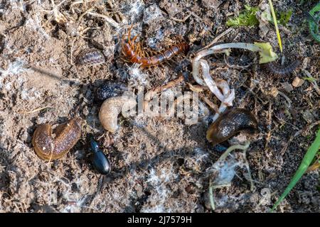 Bug-hunting. Variety of invertebrates, minibeasts, creatures found under a log, including a brown centipede, ground beetle, slugs and woodlice, UK Stock Photo