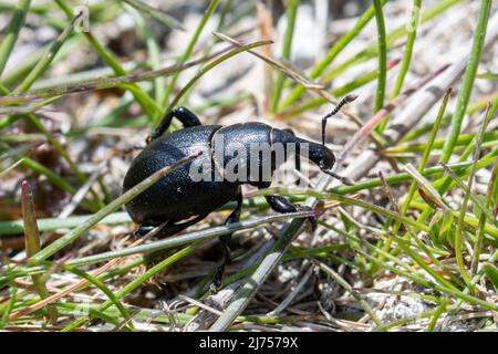 Liparus coronatus, a snout beetle in the Curculionidae family (true or snout weevils), on chalk downland habitat in Hampshire, England, UK Stock Photo