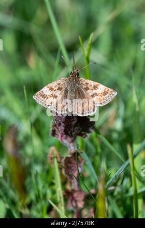 Dingy skipper butterfly (Erynnis tages), UK Stock Photo